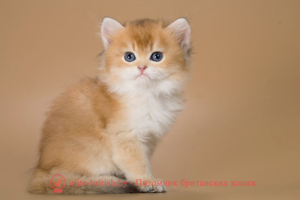 Британские котята золотая шиншилла окраса, мальчик Vivian (Вивиан), помет от 26.03.2024 купить британского котенка, купить британца, золотой британский кот, золотые британцы фото, золотой британец, британская кошка золотая шиншилла, британский кот шиншилла золотая, золотой тикированный британец, британец золотая шиншилла, британец золотистый, котята британские окрас золотая шиншилла, британская кошка золотая шиншилла фото, британец окрас золотая шиншилла фото, британский золотой котенок, британская золотая кошка, британские котята золотая шиншилла, британский золотистый кот, кот золотой британец, британцы окрас золотой, британцы окрас золотая шиншилла, котята британцы золотая шиншилла, золотистые британские котята, британские котята золотого окраса, британцы золотая шиншилла фото, золотой окрас британских кошек, британцы золотого окраса, британские котята золотого окраса, британец окрас золотая шиншилла, британские котята окраса золотая шиншилла, питомник британских кошек золотых окрасов, британец окрас золотая шиншилла фото, затушеванный британец, серебристый затушеванный британец, кошки британские серебристые, британская короткошерстная окраса золото
