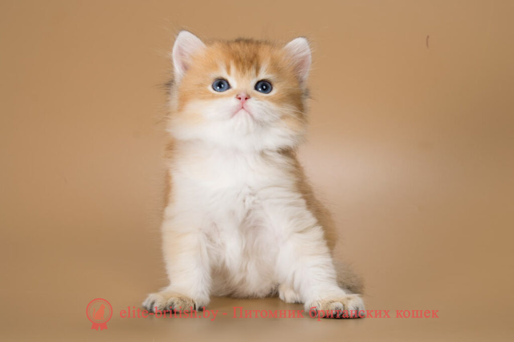 Британские котята золотая шиншилла окраса, мальчик Vivian (Вивиан), помет от 26.03.2024 купить британского котенка, купить британца, золотой британский кот, золотые британцы фото, золотой британец, британская кошка золотая шиншилла, британский кот шиншилла золотая, золотой тикированный британец, британец золотая шиншилла, британец золотистый, котята британские окрас золотая шиншилла, британская кошка золотая шиншилла фото, британец окрас золотая шиншилла фото, британский золотой котенок, британская золотая кошка, британские котята золотая шиншилла, британский золотистый кот, кот золотой британец, британцы окрас золотой, британцы окрас золотая шиншилла, котята британцы золотая шиншилла, золотистые британские котята, британские котята золотого окраса, британцы золотая шиншилла фото, золотой окрас британских кошек, британцы золотого окраса, британские котята золотого окраса, британец окрас золотая шиншилла, британские котята окраса золотая шиншилла, питомник британских кошек золотых окрасов, британец окрас золотая шиншилла фото, затушеванный британец, серебристый затушеванный британец, кошки британские серебристые, британская короткошерстная окраса золото
