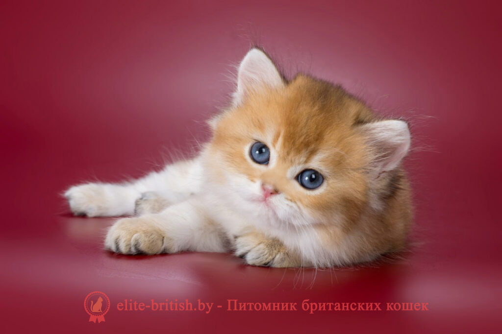 Британские котята золотая шиншилла окраса, мальчик Vivian (Вивиан), помет от 26.03.2024 купить британского котенка, купить британца, золотой британский кот, золотые британцы фото, золотой британец, британская кошка золотая шиншилла, британский кот шиншилла золотая, золотой тикированный британец, британец золотая шиншилла, британец золотистый, котята британские окрас золотая шиншилла, британская кошка золотая шиншилла фото, британец окрас золотая шиншилла фото, британский золотой котенок, британская золотая кошка, британские котята золотая шиншилла, британский золотистый кот, кот золотой британец, британцы окрас золотой, британцы окрас золотая шиншилла, котята британцы золотая шиншилла, золотистые британские котята, британские котята золотого окраса, британцы золотая шиншилла фото, золотой окрас британских кошек, британцы золотого окраса, британские котята золотого окраса, британец окрас золотая шиншилла, британские котята окраса золотая шиншилла, питомник британских кошек золотых окрасов, британец окрас золотая шиншилла фото, затушеванный британец, серебристый затушеванный британец, кошки британские серебристые, британская короткошерстная окраса золото