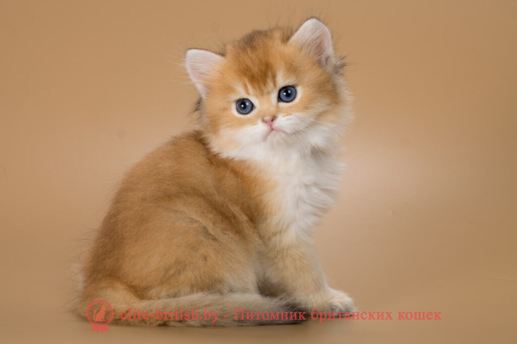 Британские котята золотая шиншилла окраса, мальчик Vivian (Вивиан), помет от 26.03.2024 купить британского котенка, купить британца, золотой британский кот, золотые британцы фото, золотой британец, британская кошка золотая шиншилла, британский кот шиншилла золотая, золотой тикированный британец, британец золотая шиншилла, британец золотистый, котята британские окрас золотая шиншилла, британская кошка золотая шиншилла фото, британец окрас золотая шиншилла фото, британский золотой котенок, британская золотая кошка, британские котята золотая шиншилла, британский золотистый кот, кот золотой британец, британцы окрас золотой, британцы окрас золотая шиншилла, котята британцы золотая шиншилла, золотистые британские котята, британские котята золотого окраса, британцы золотая шиншилла фото, золотой окрас британских кошек, британцы золотого окраса, британские котята золотого окраса, британец окрас золотая шиншилла, британские котята окраса золотая шиншилла, питомник британских кошек золотых окрасов, британец окрас золотая шиншилла фото, затушеванный британец, серебристый затушеванный британец, кошки британские серебристые, британская короткошерстная окраса золото
