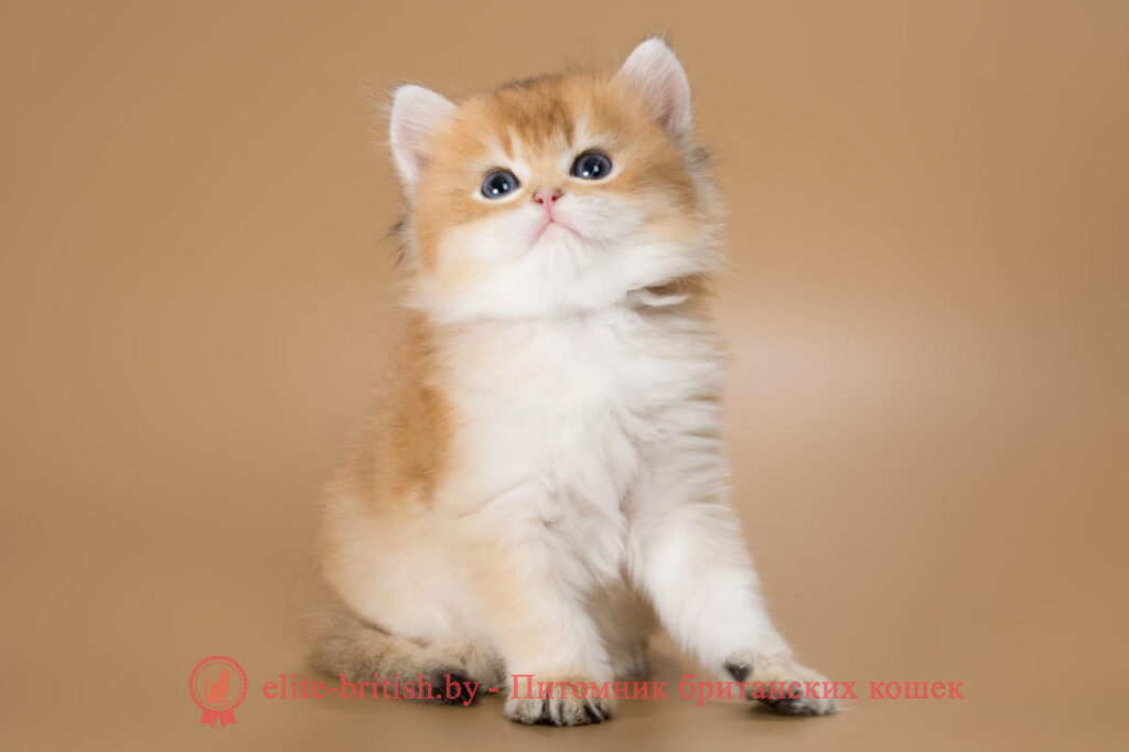 Британские котята золотая шиншилла окраса, мальчик Vivian (Вивиан), помет от 26.03.2024 купить британского котенка, купить британца, золотой британский кот, золотые британцы фото, золотой британец, британская кошка золотая шиншилла, британский кот шиншилла золотая, золотой тикированный британец, британец золотая шиншилла, британец золотистый, котята британские окрас золотая шиншилла, британская кошка золотая шиншилла фото, британец окрас золотая шиншилла фото, британский золотой котенок, британская золотая кошка, британские котята золотая шиншилла, британский золотистый кот, кот золотой британец, британцы окрас золотой, британцы окрас золотая шиншилла, котята британцы золотая шиншилла, золотистые британские котята, британские котята золотого окраса, британцы золотая шиншилла фото, золотой окрас британских кошек, британцы золотого окраса, британские котята золотого окраса, британец окрас золотая шиншилла, британские котята окраса золотая шиншилла, питомник британских кошек золотых окрасов, британец окрас золотая шиншилла фото, затушеванный британец, серебристый затушеванный британец, кошки британские серебристые, британская короткошерстная окраса золото