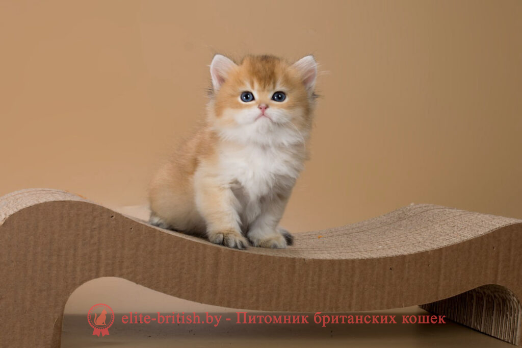 Британские котята золотая шиншилла окраса, мальчик Vivian (Вивиан), помет от 26.03.2024 купить британского котенка, купить британца, золотой британский кот, золотые британцы фото, золотой британец, британская кошка золотая шиншилла, британский кот шиншилла золотая, золотой тикированный британец, британец золотая шиншилла, британец золотистый, котята британские окрас золотая шиншилла, британская кошка золотая шиншилла фото, британец окрас золотая шиншилла фото, британский золотой котенок, британская золотая кошка, британские котята золотая шиншилла, британский золотистый кот, кот золотой британец, британцы окрас золотой, британцы окрас золотая шиншилла, котята британцы золотая шиншилла, золотистые британские котята, британские котята золотого окраса, британцы золотая шиншилла фото, золотой окрас британских кошек, британцы золотого окраса, британские котята золотого окраса, британец окрас золотая шиншилла, британские котята окраса золотая шиншилла, питомник британских кошек золотых окрасов, британец окрас золотая шиншилла фото, затушеванный британец, серебристый затушеванный британец, кошки британские серебристые, британская короткошерстная окраса золото