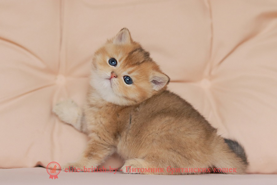 Британские котята золотая шиншилла окраса, мальчик Jigglypuff (Джиглипуф), помет от 26.03.2024 британская кошка золотая шиншилла, британский кот шиншилла золотая, золотой тикированный британец, британец золотая шиншилла, британец золотистый, котята британские окрас золотая шиншилла, британская кошка золотая шиншилла фото, британец окрас золотая шиншилла фото, британский золотой котенок, британская золотая кошка, британские котята золотая шиншилла, британский золотистый кот, кот золотой британец, британцы окрас золотой, британцы окрас золотая шиншилла, котята британцы золотая шиншилла, золотистые британские котята, британские котята золотого окраса, британцы золотая шиншилла фото, золотой окрас британских кошек, британцы золотого окраса, британские котята золотого окраса, британец окрас золотая шиншилла, британские котята окраса золотая шиншилла, питомник британских кошек золотых окрасов, британец окрас золотая шиншилла фото, затушеванный британец, серебристый затушеванный британец, кошки британские серебристые, британская короткошерстная окраса золото