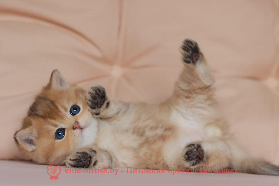 Британские котята золотая шиншилла окраса, мальчик Jigglypuff (Джиглипуф), помет от 26.03.2024 британская кошка золотая шиншилла, британский кот шиншилла золотая, золотой тикированный британец, британец золотая шиншилла, британец золотистый, котята британские окрас золотая шиншилла, британская кошка золотая шиншилла фото, британец окрас золотая шиншилла фото, британский золотой котенок, британская золотая кошка, британские котята золотая шиншилла, британский золотистый кот, кот золотой британец, британцы окрас золотой, британцы окрас золотая шиншилла, котята британцы золотая шиншилла, золотистые британские котята, британские котята золотого окраса, британцы золотая шиншилла фото, золотой окрас британских кошек, британцы золотого окраса, британские котята золотого окраса, британец окрас золотая шиншилла, британские котята окраса золотая шиншилла, питомник британских кошек золотых окрасов, британец окрас золотая шиншилла фото, затушеванный британец, серебристый затушеванный британец, кошки британские серебристые, британская короткошерстная окраса золото