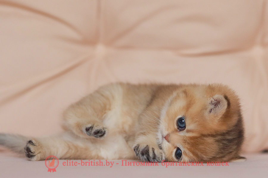 Британские котята золотая шиншилла окраса, мальчик Jigglypuff (Джиглипуф), помет от 26.03.2024 британская кошка золотая шиншилла, британский кот шиншилла золотая, золотой тикированный британец, британец золотая шиншилла, британец золотистый, котята британские окрас золотая шиншилла, британская кошка золотая шиншилла фото, британец окрас золотая шиншилла фото, британский золотой котенок, британская золотая кошка, британские котята золотая шиншилла, британский золотистый кот, кот золотой британец, британцы окрас золотой, британцы окрас золотая шиншилла, котята британцы золотая шиншилла, золотистые британские котята, британские котята золотого окраса, британцы золотая шиншилла фото, золотой окрас британских кошек, британцы золотого окраса, британские котята золотого окраса, британец окрас золотая шиншилла, британские котята окраса золотая шиншилла, питомник британских кошек золотых окрасов, британец окрас золотая шиншилла фото, затушеванный британец, серебристый затушеванный британец, кошки британские серебристые, британская короткошерстная окраса золото