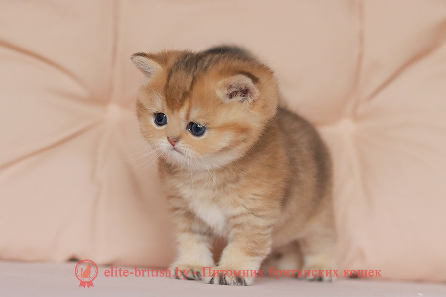 Британские котята золотая шиншилла окраса, мальчик Jigglypuff (Джиглипуф), помет от 26.03.2024 британская кошка золотая шиншилла, британский кот шиншилла золотая, золотой тикированный британец, британец золотая шиншилла, британец золотистый, котята британские окрас золотая шиншилла, британская кошка золотая шиншилла фото, британец окрас золотая шиншилла фото, британский золотой котенок, британская золотая кошка, британские котята золотая шиншилла, британский золотистый кот, кот золотой британец, британцы окрас золотой, британцы окрас золотая шиншилла, котята британцы золотая шиншилла, золотистые британские котята, британские котята золотого окраса, британцы золотая шиншилла фото, золотой окрас британских кошек, британцы золотого окраса, британские котята золотого окраса, британец окрас золотая шиншилла, британские котята окраса золотая шиншилла, питомник британских кошек золотых окрасов, британец окрас золотая шиншилла фото, затушеванный британец, серебристый затушеванный британец, кошки британские серебристые, британская короткошерстная окраса золото