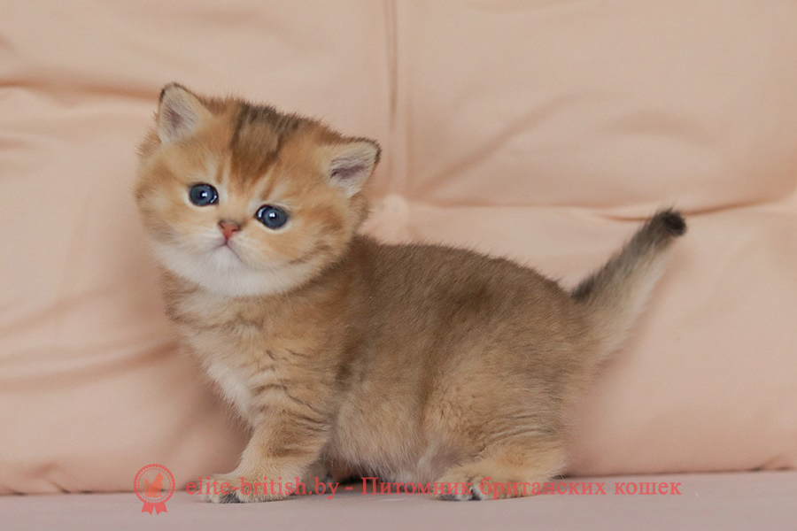 Британские котята золотая шиншилла окраса, мальчик Jigglypuff (Джиглипуф), помет от 26.03.2024 британская кошка золотая шиншилла, британский кот шиншилла золотая, золотой тикированный британец, британец золотая шиншилла, британец золотистый, котята британские окрас золотая шиншилла, британская кошка золотая шиншилла фото, британец окрас золотая шиншилла фото, британский золотой котенок, британская золотая кошка, британские котята золотая шиншилла, британский золотистый кот, кот золотой британец, британцы окрас золотой, британцы окрас золотая шиншилла, котята британцы золотая шиншилла, золотистые британские котята, британские котята золотого окраса, британцы золотая шиншилла фото, золотой окрас британских кошек, британцы золотого окраса, британские котята золотого окраса, британец окрас золотая шиншилла, британские котята окраса золотая шиншилла, питомник британских кошек золотых окрасов, британец окрас золотая шиншилла фото, затушеванный британец, серебристый затушеванный британец, кошки британские серебристые, британская короткошерстная окраса золото