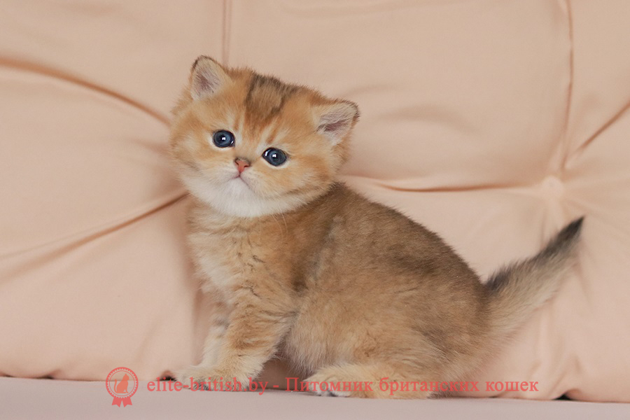 Британские котята золотая шиншилла окраса, мальчик Jigglypuff (Джиглипуф), помет от 26.03.2024 британская кошка золотая шиншилла, британский кот шиншилла золотая, золотой тикированный британец, британец золотая шиншилла, британец золотистый, котята британские окрас золотая шиншилла, британская кошка золотая шиншилла фото, британец окрас золотая шиншилла фото, британский золотой котенок, британская золотая кошка, британские котята золотая шиншилла, британский золотистый кот, кот золотой британец, британцы окрас золотой, британцы окрас золотая шиншилла, котята британцы золотая шиншилла, золотистые британские котята, британские котята золотого окраса, британцы золотая шиншилла фото, золотой окрас британских кошек, британцы золотого окраса, британские котята золотого окраса, британец окрас золотая шиншилла, британские котята окраса золотая шиншилла, питомник британских кошек золотых окрасов, британец окрас золотая шиншилла фото, затушеванный британец, серебристый затушеванный британец, кошки британские серебристые, британская короткошерстная окраса золото