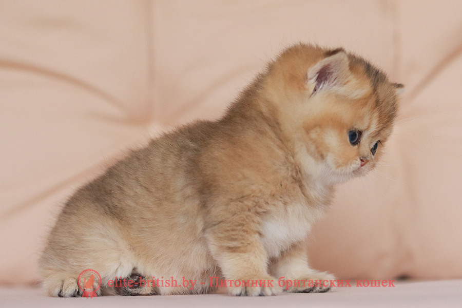 Британские котята золотая шиншилла окраса, мальчик Jigglypuff (Джиглипуф), помет от 26.03.2024 британская кошка золотая шиншилла, британский кот шиншилла золотая, золотой тикированный британец, британец золотая шиншилла, британец золотистый, котята британские окрас золотая шиншилла, британская кошка золотая шиншилла фото, британец окрас золотая шиншилла фото, британский золотой котенок, британская золотая кошка, британские котята золотая шиншилла, британский золотистый кот, кот золотой британец, британцы окрас золотой, британцы окрас золотая шиншилла, котята британцы золотая шиншилла, золотистые британские котята, британские котята золотого окраса, британцы золотая шиншилла фото, золотой окрас британских кошек, британцы золотого окраса, британские котята золотого окраса, британец окрас золотая шиншилла, британские котята окраса золотая шиншилла, питомник британских кошек золотых окрасов, британец окрас золотая шиншилла фото, затушеванный британец, серебристый затушеванный британец, кошки британские серебристые, британская короткошерстная окраса золото