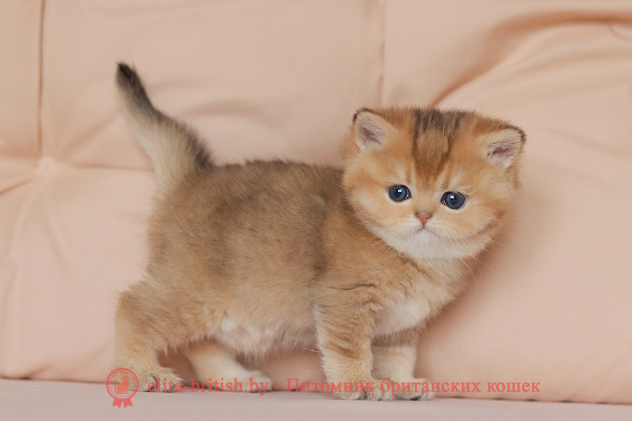 Британские котята золотая шиншилла окраса, мальчик Jigglypuff (Джиглипуф), помет от 26.03.2024 британская кошка золотая шиншилла, британский кот шиншилла золотая, золотой тикированный британец, британец золотая шиншилла, британец золотистый, котята британские окрас золотая шиншилла, британская кошка золотая шиншилла фото, британец окрас золотая шиншилла фото, британский золотой котенок, британская золотая кошка, британские котята золотая шиншилла, британский золотистый кот, кот золотой британец, британцы окрас золотой, британцы окрас золотая шиншилла, котята британцы золотая шиншилла, золотистые британские котята, британские котята золотого окраса, британцы золотая шиншилла фото, золотой окрас британских кошек, британцы золотого окраса, британские котята золотого окраса, британец окрас золотая шиншилла, британские котята окраса золотая шиншилла, питомник британских кошек золотых окрасов, британец окрас золотая шиншилла фото, затушеванный британец, серебристый затушеванный британец, кошки британские серебристые, британская короткошерстная окраса золото
