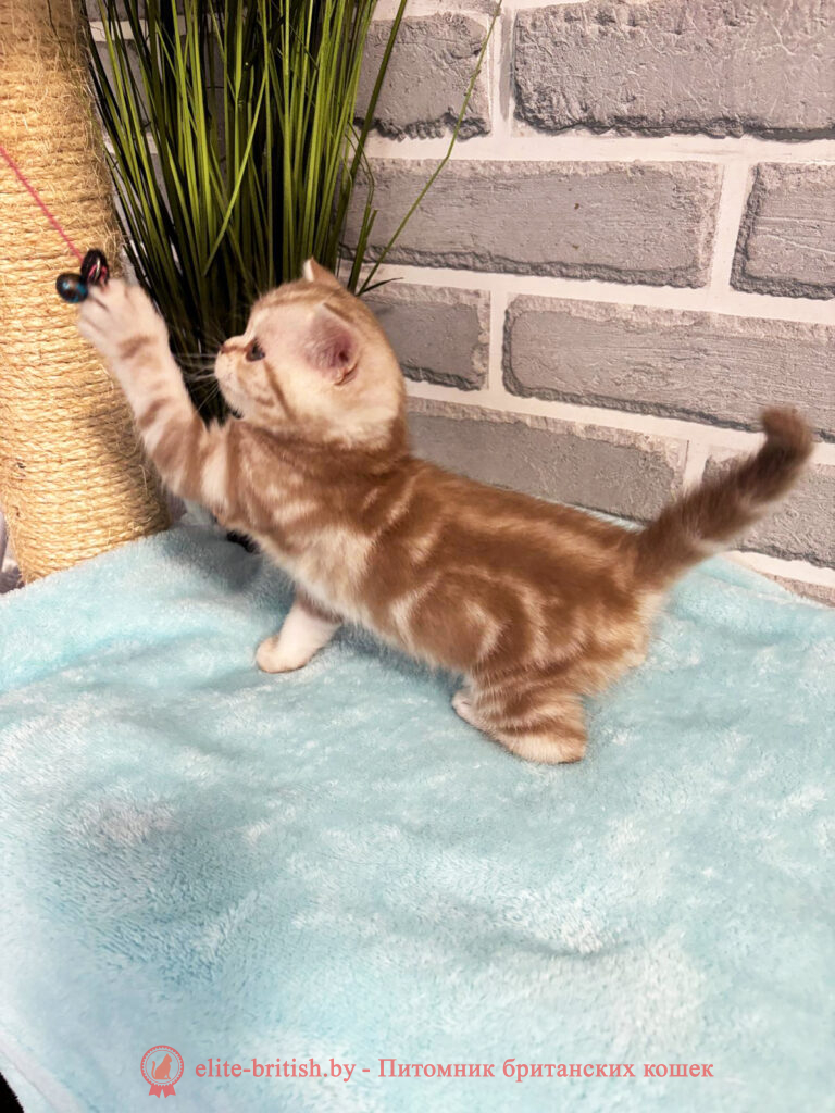 Шотландские котята циннамон мраморного окраса, мальчик Maestro (Маэстро), помет от 10.04.2024 вислоухий циннамон серебристый кот мраморный, мраморный циннамон серебристый вислоухий шотландский, мраморный окрас шотландских котят циннамон серебристый , вислоухий шотландский кот циннамон серебристый мраморного окраса, мраморный окрас шотландской кошки, вислоухий циннамон серебристый шотландский мраморного окраса, котята шотландцы мраморный окрас, мраморный окрас скоттиш фолд котят, вислоухий серебристый мраморный фолд