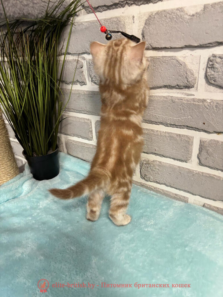 Шотландские котята циннамон мраморного окраса, мальчик Maestro (Маэстро), помет от 10.04.2024 вислоухий циннамон серебристый кот мраморный, мраморный циннамон серебристый вислоухий шотландский, мраморный окрас шотландских котят циннамон серебристый , вислоухий шотландский кот циннамон серебристый мраморного окраса, мраморный окрас шотландской кошки, вислоухий циннамон серебристый шотландский мраморного окраса, котята шотландцы мраморный окрас, мраморный окрас скоттиш фолд котят, вислоухий серебристый мраморный фолд