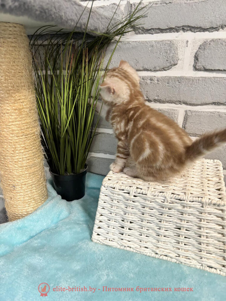 Шотландские котята циннамон мраморного окраса, мальчик Maestro (Маэстро), помет от 10.04.2024 вислоухий циннамон серебристый кот мраморный, мраморный циннамон серебристый вислоухий шотландский, мраморный окрас шотландских котят циннамон серебристый , вислоухий шотландский кот циннамон серебристый мраморного окраса, мраморный окрас шотландской кошки, вислоухий циннамон серебристый шотландский мраморного окраса, котята шотландцы мраморный окрас, мраморный окрас скоттиш фолд котят, вислоухий серебристый мраморный фолд