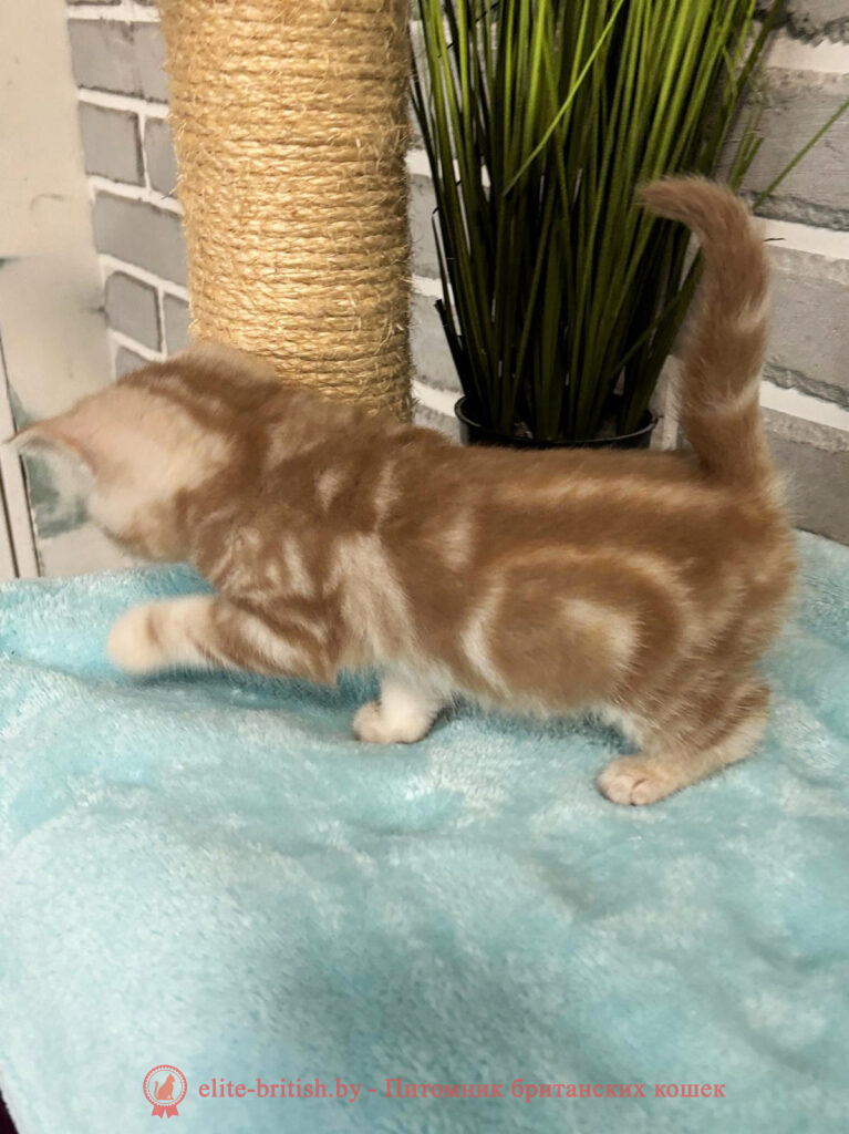 Шотландские котята циннамон мраморного окраса, мальчик Maestro (Маэстро), помет от 10.04.2024 вислоухий циннамон серебристый кот мраморный, мраморный циннамон серебристый вислоухий шотландский, мраморный окрас шотландских котят циннамон серебристый , вислоухий шотландский кот циннамон серебристый мраморного окраса, мраморный окрас шотландской кошки, вислоухий циннамон серебристый шотландский мраморного окраса, котята шотландцы мраморный окрас, мраморный окрас скоттиш фолд котят, вислоухий серебристый мраморный фолд