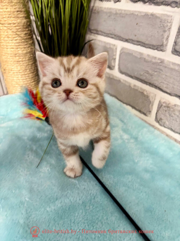 Шотландские котята циннамон мраморного окраса, мальчик Maestro (Маэстро), помет от 10.04.2024 вислоухий циннамон серебристый кот мраморный, мраморный циннамон серебристый вислоухий шотландский, мраморный окрас шотландских котят циннамон серебристый , вислоухий шотландский кот циннамон серебристый мраморного окраса, мраморный окрас шотландской кошки, вислоухий циннамон серебристый шотландский мраморного окраса, котята шотландцы мраморный окрас, мраморный окрас скоттиш фолд котят, вислоухий серебристый мраморный фолд