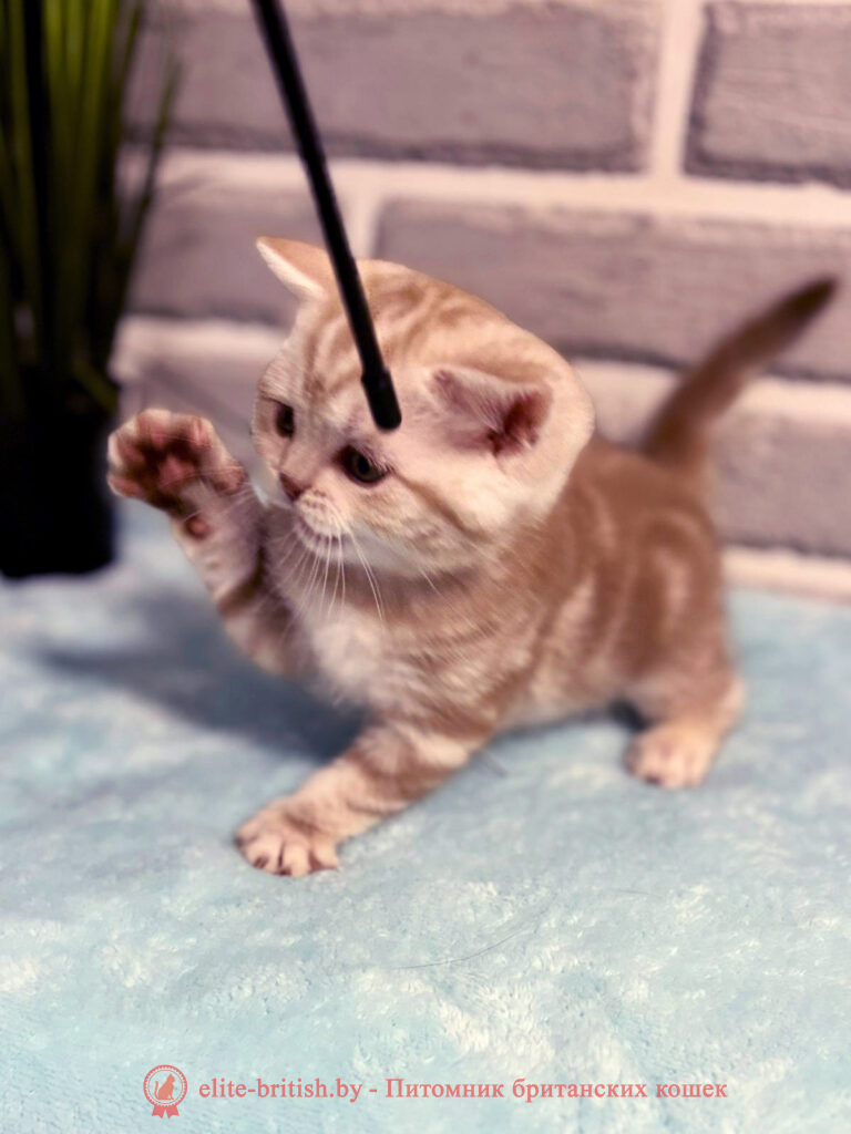 Шотландские котята циннамон мраморного окраса, мальчик Maestro (Маэстро), помет от 10.04.2024 вислоухий циннамон серебристый кот мраморный, мраморный циннамон серебристый вислоухий шотландский, мраморный окрас шотландских котят циннамон серебристый , вислоухий шотландский кот циннамон серебристый мраморного окраса, мраморный окрас шотландской кошки, вислоухий циннамон серебристый шотландский мраморного окраса, котята шотландцы мраморный окрас, мраморный окрас скоттиш фолд котят, вислоухий серебристый мраморный фолд