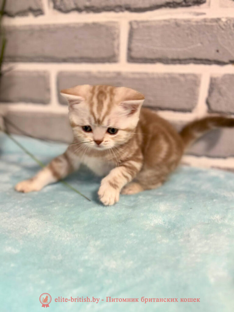 Шотландские котята циннамон мраморного окраса, мальчик Maestro (Маэстро), помет от 10.04.2024 вислоухий циннамон серебристый кот мраморный, мраморный циннамон серебристый вислоухий шотландский, мраморный окрас шотландских котят циннамон серебристый , вислоухий шотландский кот циннамон серебристый мраморного окраса, мраморный окрас шотландской кошки, вислоухий циннамон серебристый шотландский мраморного окраса, котята шотландцы мраморный окрас, мраморный окрас скоттиш фолд котят, вислоухий серебристый мраморный фолд
