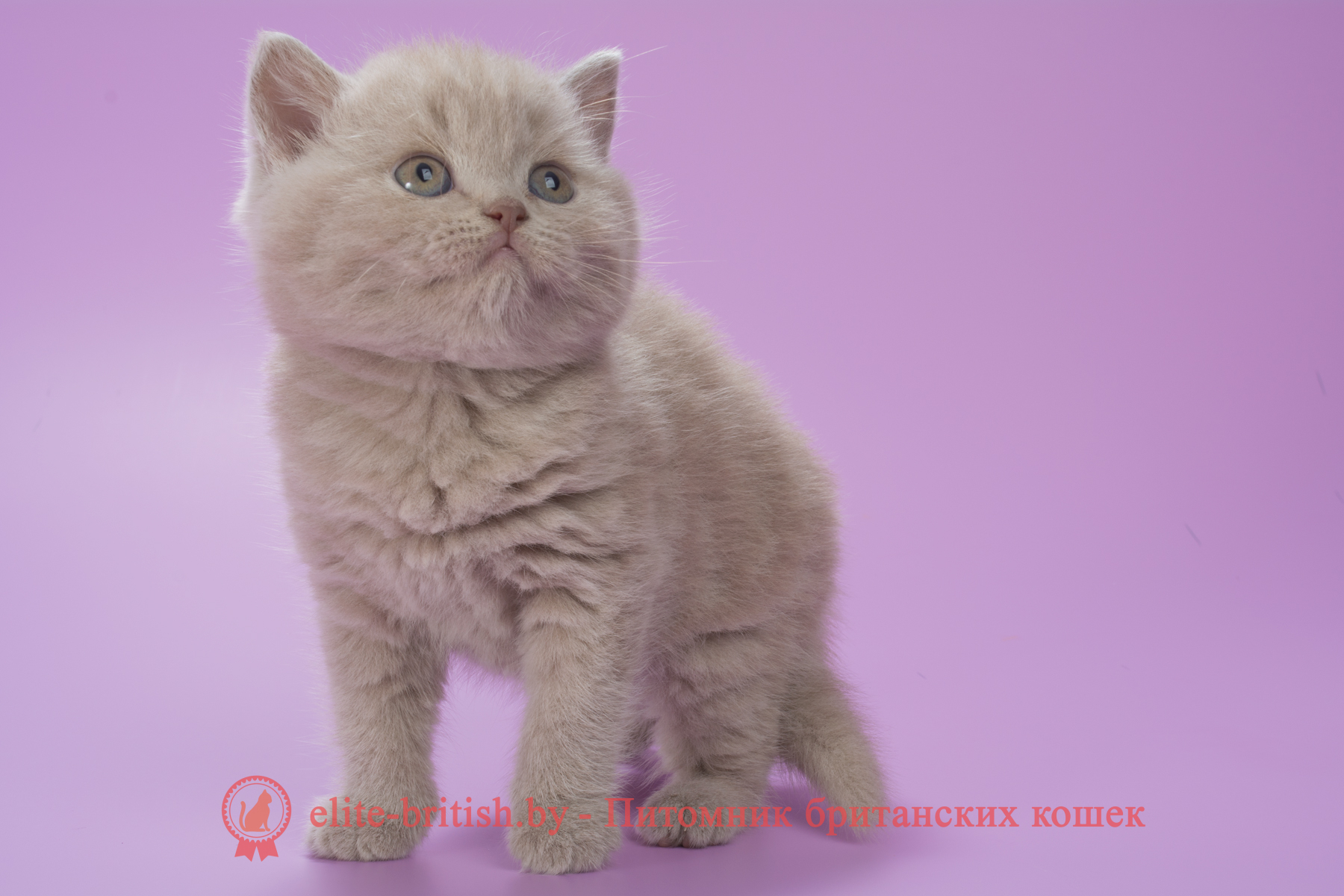 Лиловый окрас шотландских кошек