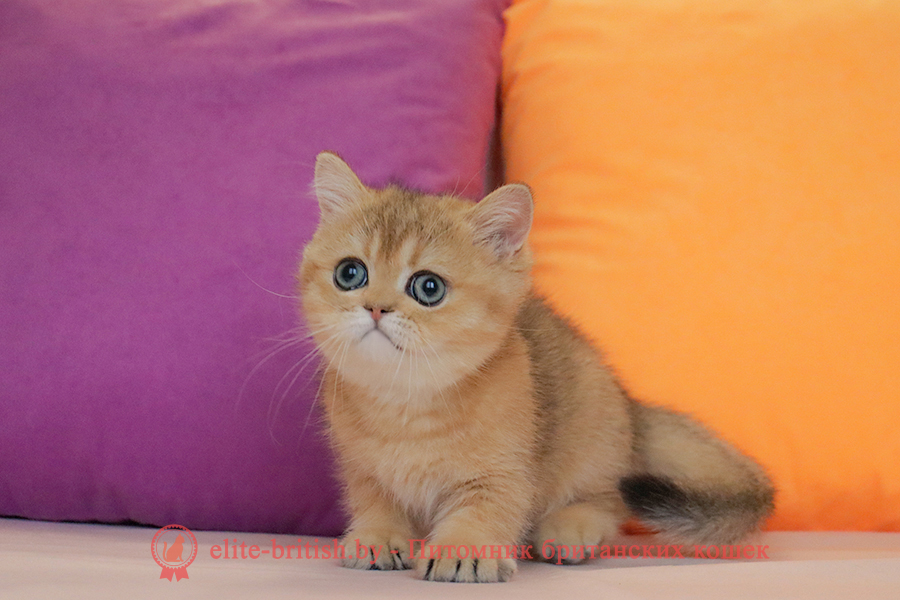 Британские котята золотая шиншилла окраса, мальчик Jigglypuff (Джиглипуф), помет от 26.03.2024 британская кошка золотая шиншилла, британский кот шиншилла золотая, золотой тикированный британец, британец золотая шиншилла, британец золотистый, котята британские окрас золотая шиншилла, британская кошка золотая шиншилла фото, британец окрас золотая шиншилла фото, британский золотой котенок, британская золотая кошка, британские котята золотая шиншилла, британский золотистый кот, кот золотой британец, британцы окрас золотой, британцы окрас золотая шиншилла, котята британцы золотая шиншилла, золотистые британские котята, британские котята золотого окраса, британцы золотая шиншилла фото, золотой окрас британских кошек, британцы золотого окраса, британские котята золотого окраса, британец окрас золотая шиншилла, британские котята окраса золотая шиншилла, питомник британских кошек золотых окрасов, британец окрас золотая шиншилла фото, затушеванный британец, серебристый затушеванный британец, кошки британские серебристые, британская короткошерстная окраса золото