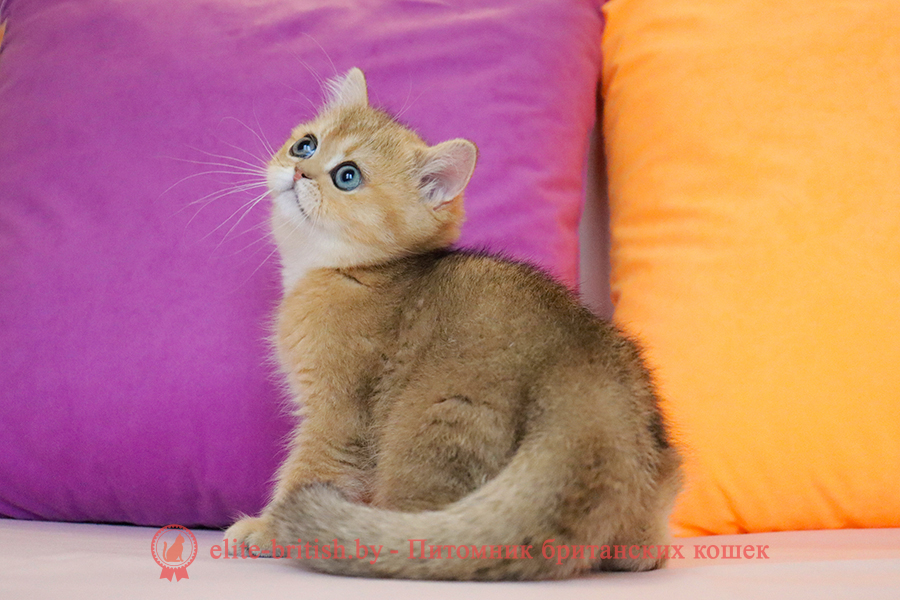 Британские котята золотая шиншилла окраса, мальчик Jigglypuff (Джиглипуф), помет от 26.03.2024 британская кошка золотая шиншилла, британский кот шиншилла золотая, золотой тикированный британец, британец золотая шиншилла, британец золотистый, котята британские окрас золотая шиншилла, британская кошка золотая шиншилла фото, британец окрас золотая шиншилла фото, британский золотой котенок, британская золотая кошка, британские котята золотая шиншилла, британский золотистый кот, кот золотой британец, британцы окрас золотой, британцы окрас золотая шиншилла, котята британцы золотая шиншилла, золотистые британские котята, британские котята золотого окраса, британцы золотая шиншилла фото, золотой окрас британских кошек, британцы золотого окраса, британские котята золотого окраса, британец окрас золотая шиншилла, британские котята окраса золотая шиншилла, питомник британских кошек золотых окрасов, британец окрас золотая шиншилла фото, затушеванный британец, серебристый затушеванный британец, кошки британские серебристые, британская короткошерстная окраса золото