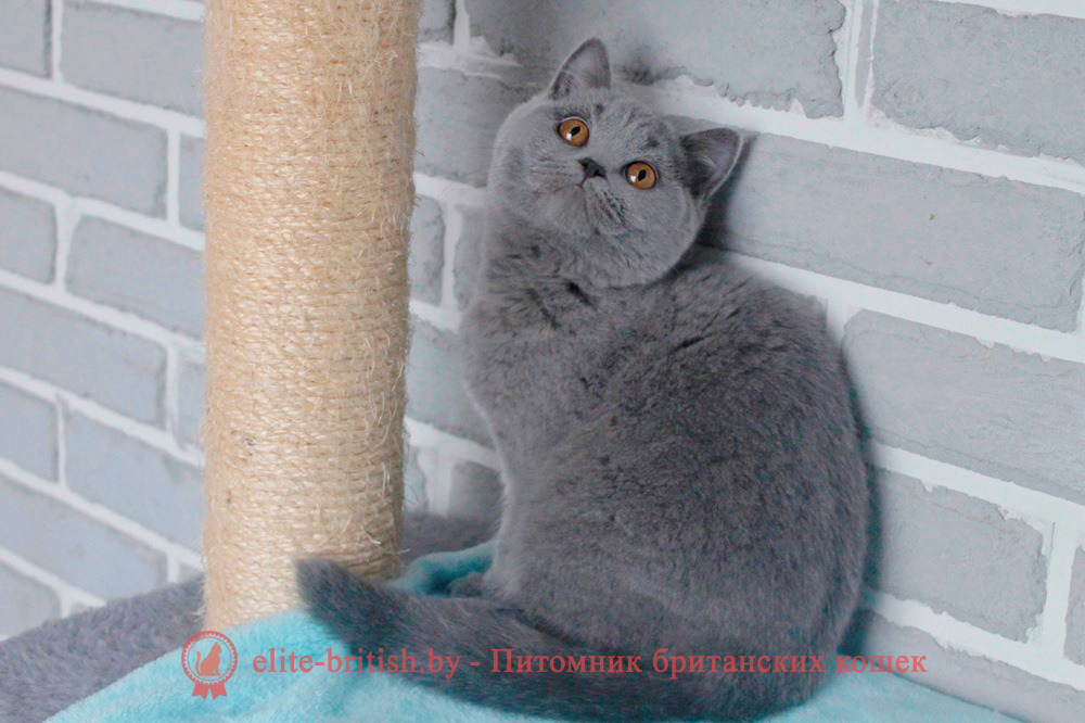 британец голубой фото, голубые британцы фото, британский кошки голубой, британская голубая кошка, британская голубая кошка фото, британской голубой кошки фото, кот британский голубой, коты британские голубые, голубые британские котята фото, британский голубой котенок фото, британский голубой кот фото, фото британского голубого кота, окрас британских котят голубой фото, британские котята голубого окраса фото, британцы коты фото голубые