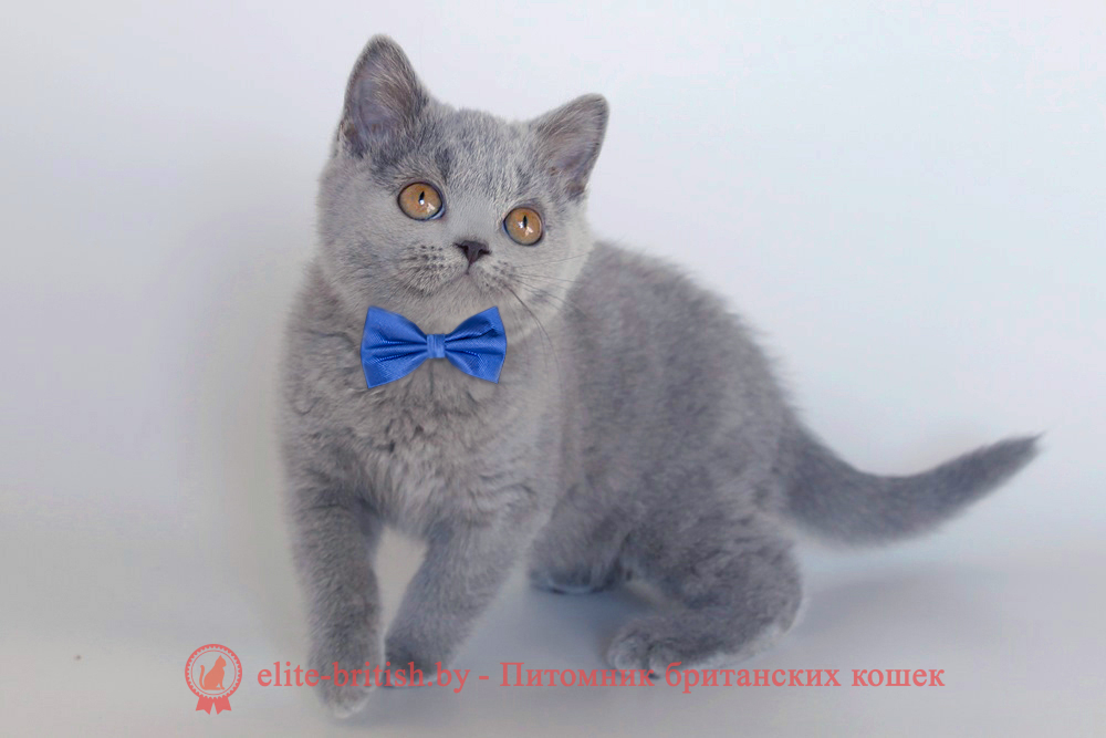 Британские котята голубого окраса, мальчик Leroy (Лерой), помет от 29.03.2024