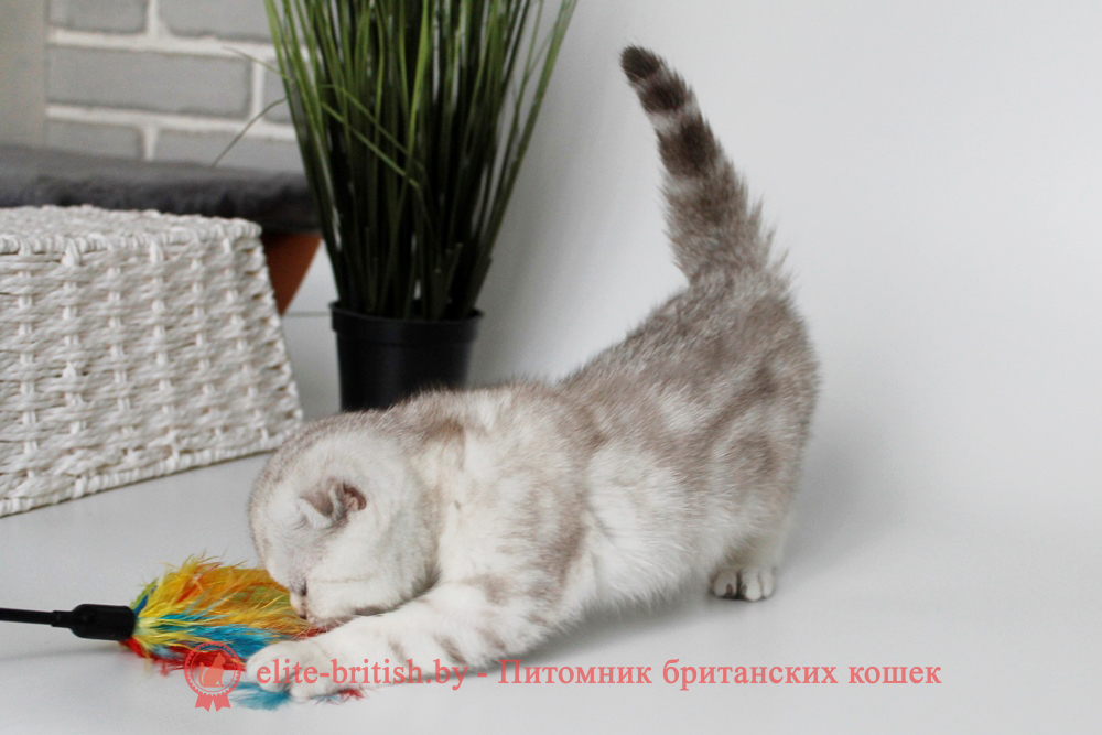 Шотландские вислоухие котята мраморного окраса, девочка Kamelia (Камелина), помет от 24.03.2024 вислоухий шотландский кот мраморный, мраморный вислоухий шотландский, мраморный окрас шотландских котят, вислоухий шотландский кот мраморного окраса, мраморный окрас шотландской кошки, вислоухий шотландский мраморного окраса, котята шотландцы мраморный окрас, мраморный окрас скоттиш фолд котят, вислоухий серебристый мраморный фолд