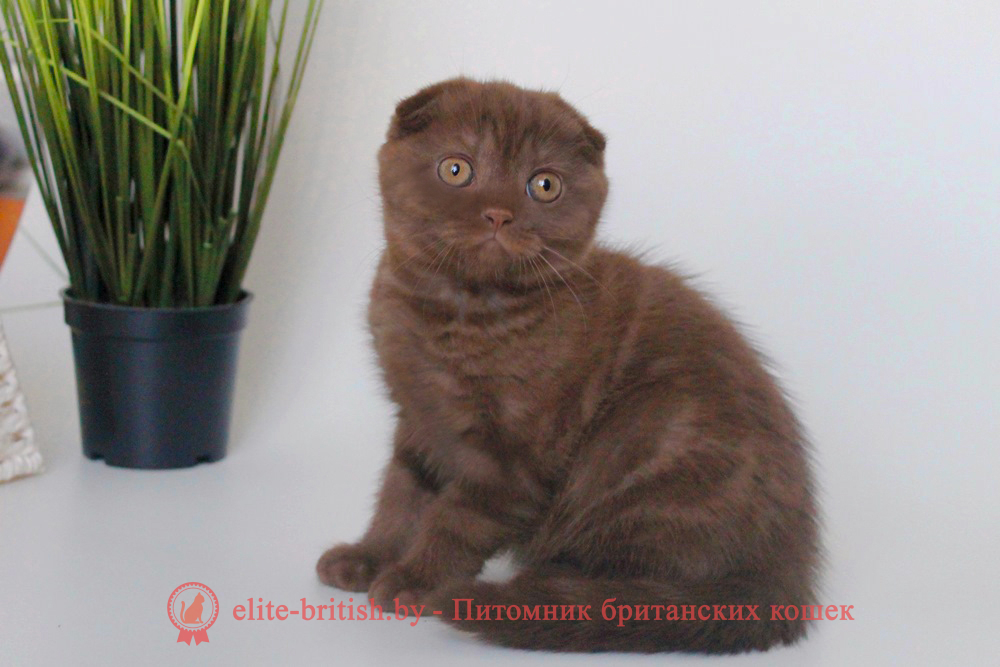 Шотландские вислоухие котята шоколадного дымчатого окраса, мальчик Korall (Коралл), помет от 24.03.2024 шоколадные вислоухие шотландские фото, шотландские вислоухие кошки шоколадного окраса фото, шотландские вислоухие шоколадные котята фото, шотландские вислоухие кошки шоколадный окрас, шоколадный британец, шотландская вислоухая шоколадная кошка фото, британский шоколадный кот фото, купить шотландского котенка шоколадного окраса, котенок шотландец шоколадный