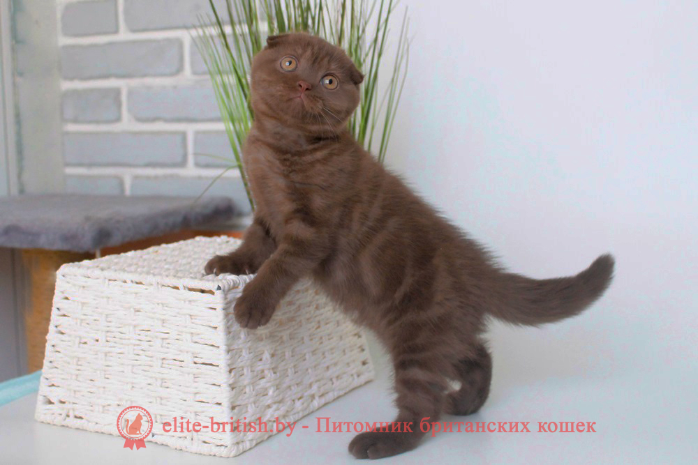 Шотландские вислоухие котята шоколадного дымчатого окраса, мальчик Korall (Коралл), помет от 24.03.2024 шоколадные вислоухие шотландские фото, шотландские вислоухие кошки шоколадного окраса фото, шотландские вислоухие шоколадные котята фото, шотландские вислоухие кошки шоколадный окрас, шоколадный британец, шотландская вислоухая шоколадная кошка фото, британский шоколадный кот фото, купить шотландского котенка шоколадного окраса, котенок шотландец шоколадный