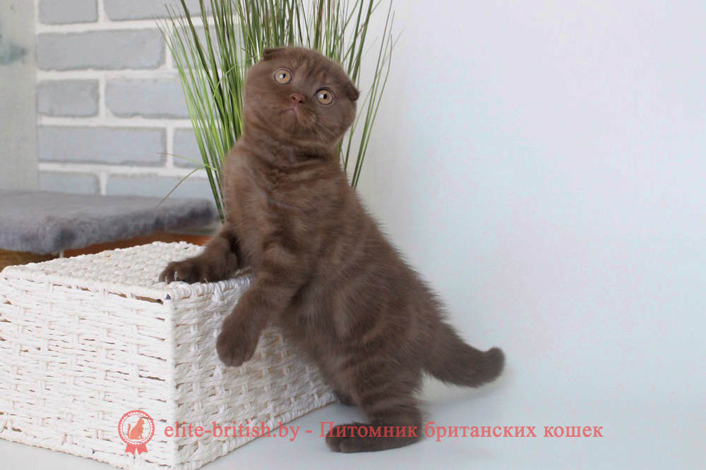 Шотландские вислоухие котята шоколадного дымчатого окраса, мальчик Korall (Коралл), помет от 24.03.2024 шоколадные вислоухие шотландские фото, шотландские вислоухие кошки шоколадного окраса фото, шотландские вислоухие шоколадные котята фото, шотландские вислоухие кошки шоколадный окрас, шоколадный британец, шотландская вислоухая шоколадная кошка фото, британский шоколадный кот фото, купить шотландского котенка шоколадного окраса, котенок шотландец шоколадный
