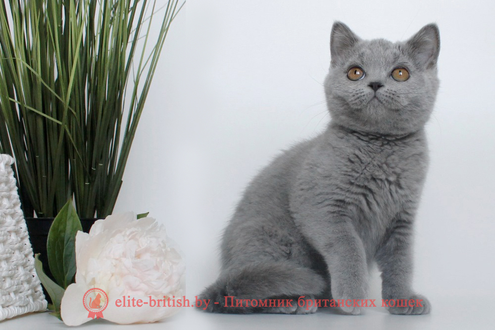 Британские котята голубого окраса, мальчик Leroy (Лерой), помет от 29.03.2024 британец голубой фото, голубые британцы фото, британский кошки голубой, британская голубая кошка, британская голубая кошка фото, британской голубой кошки фото, кот британский голубой, коты британские голубые, голубые британские котята фото, британский голубой котенок фото, британский голубой кот фото, фото британского голубого кота, окрас британских котят голубой фото, британские котята голубого окраса фото, британцы коты фото голубые