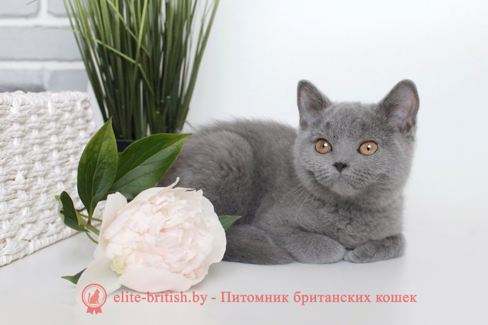 британец голубой фото, голубые британцы фото, британский кошки голубой, британская голубая кошка, британская голубая кошка фото, британской голубой кошки фото, кот британский голубой, коты британские голубые, голубые британские котята фото, британский голубой котенок фото, британский голубой кот фото, фото британского голубого кота, окрас британских котят голубой фото, британские котята голубого окраса фото, британцы коты фото голубые