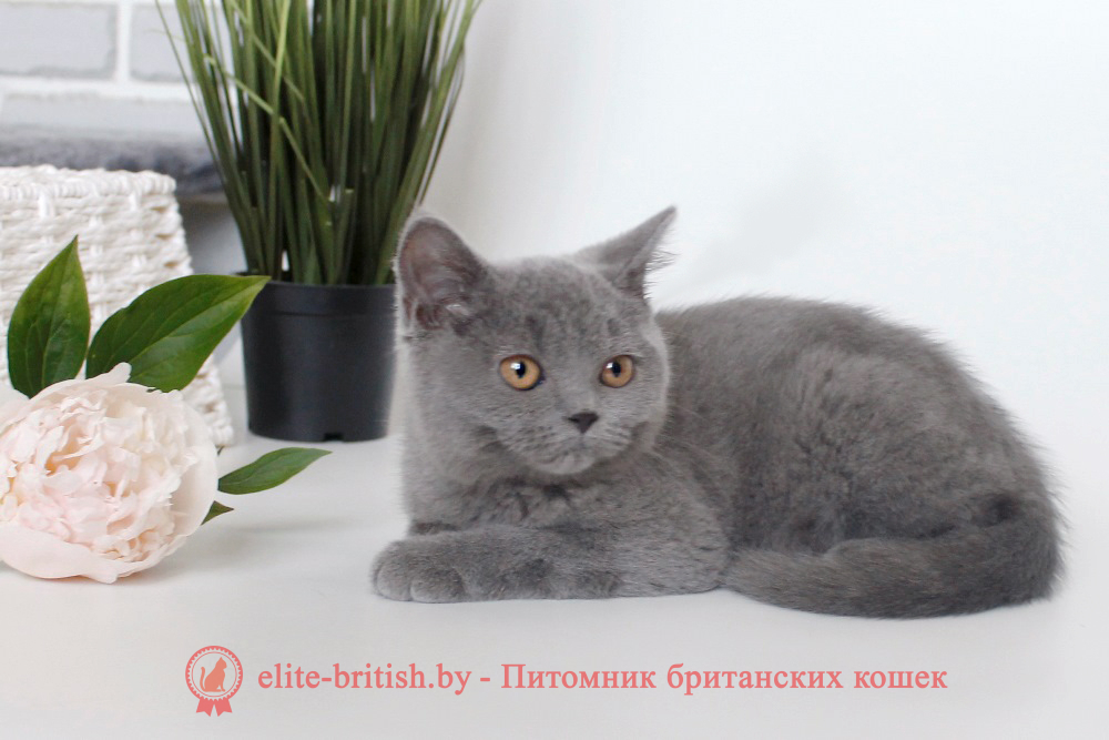 британец голубой фото, голубые британцы фото, британский кошки голубой, британская голубая кошка, британская голубая кошка фото, британской голубой кошки фото, кот британский голубой, коты британские голубые, голубые британские котята фото, британский голубой котенок фото, британский голубой кот фото, фото британского голубого кота, окрас британских котят голубой фото, британские котята голубого окраса фото, британцы коты фото голубые