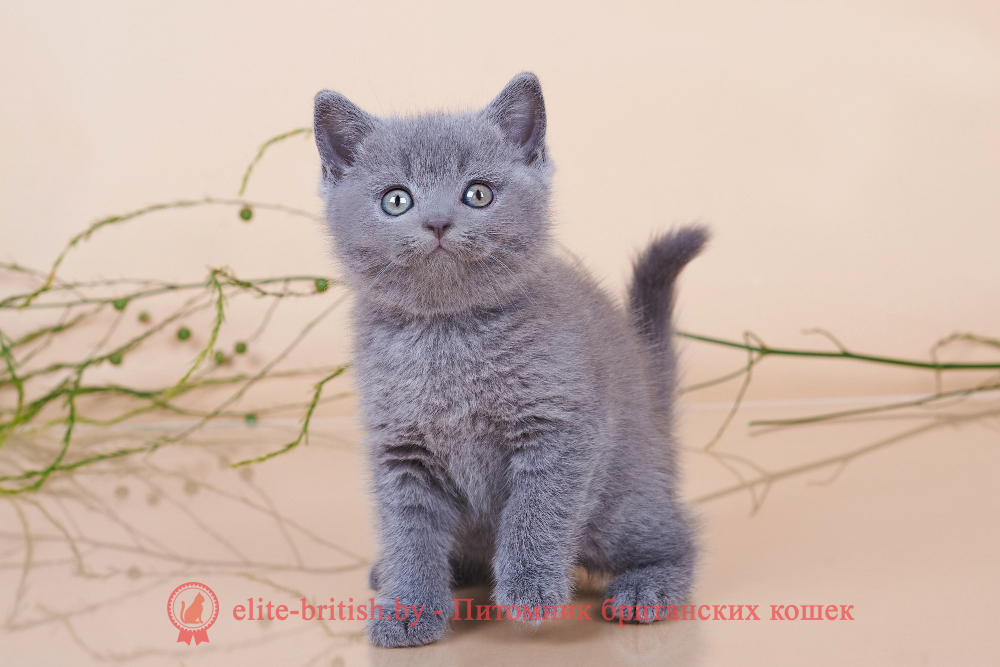 Британские котята голубого окраса, мальчик Elvis (Элвис), помет от 18.05.2024 британец голубой фото, голубые британцы фото, британский кошки голубой, британская голубая кошка, британская голубая кошка фото, британской голубой кошки фото, кот британский голубой, коты британские голубые, голубые британские котята фото, британский голубой котенок фото, британский голубой кот фото, фото британского голубого кота, окрас британских котят голубой фото, британские котята голубого окраса фото, британцы коты фото голубые