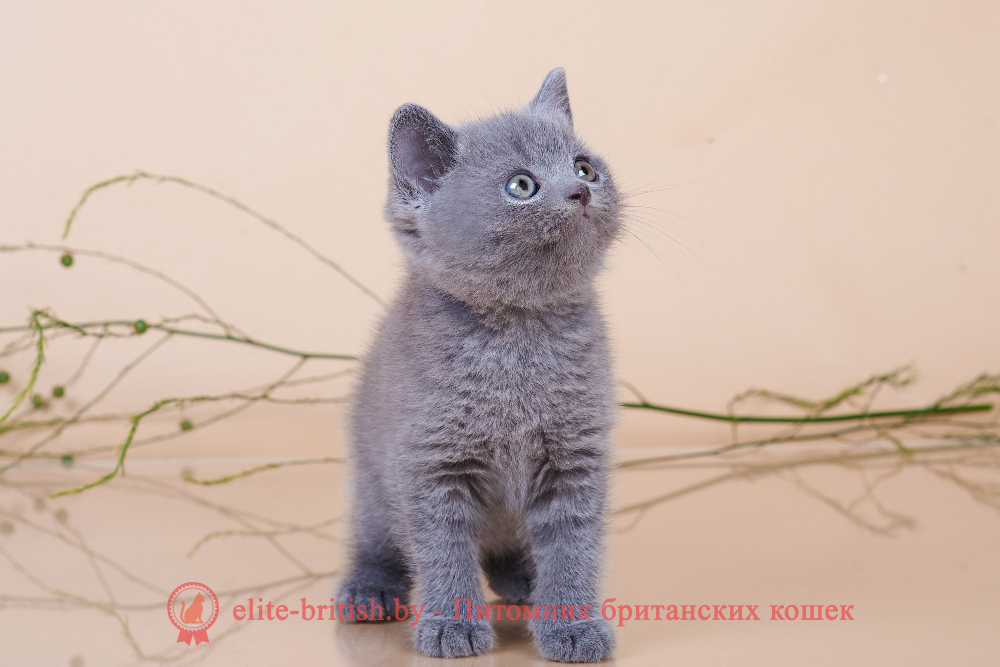 Британские котята голубого окраса, мальчик Elvis (Элвис), помет от 18.05.2024 британец голубой фото, голубые британцы фото, британский кошки голубой, британская голубая кошка, британская голубая кошка фото, британской голубой кошки фото, кот британский голубой, коты британские голубые, голубые британские котята фото, британский голубой котенок фото, британский голубой кот фото, фото британского голубого кота, окрас британских котят голубой фото, британские котята голубого окраса фото, британцы коты фото голубые