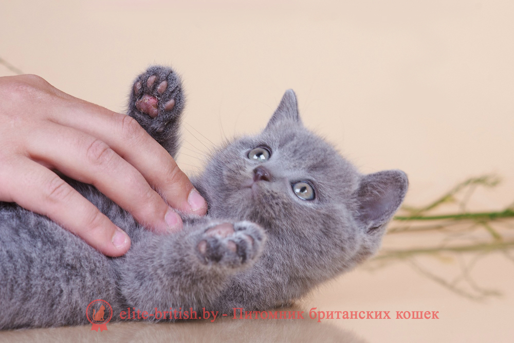 Британские котята голубого окраса, мальчик Elvis (Элвис), помет от 18.05.2024 британец голубой фото, голубые британцы фото, британский кошки голубой, британская голубая кошка, британская голубая кошка фото, британской голубой кошки фото, кот британский голубой, коты британские голубые, голубые британские котята фото, британский голубой котенок фото, британский голубой кот фото, фото британского голубого кота, окрас британских котят голубой фото, британские котята голубого окраса фото, британцы коты фото голубые
