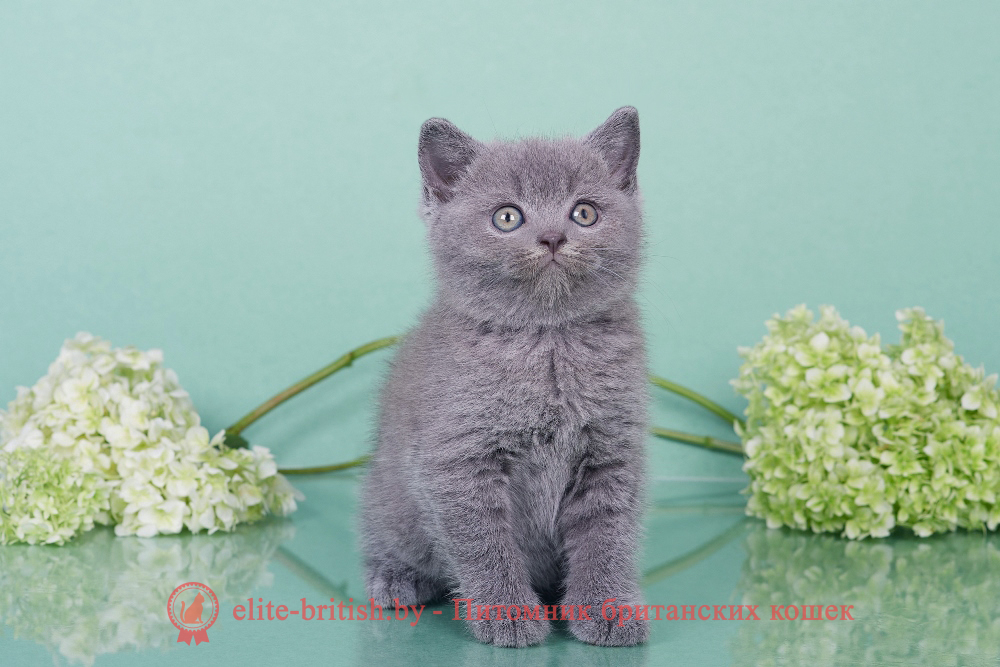 Британские котята голубого окраса, мальчик Elvis (Элвис), помет от 18.05.2024 британец голубой фото, голубые британцы фото, британский кошки голубой, британская голубая кошка, британская голубая кошка фото, британской голубой кошки фото, кот британский голубой, коты британские голубые, голубые британские котята фото, британский голубой котенок фото, британский голубой кот фото, фото британского голубого кота, окрас британских котят голубой фото, британские котята голубого окраса фото, британцы коты фото голубые