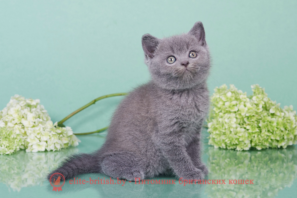 Британские котята голубого окраса, мальчик Elvis (Элвис), помет от 18.05.2024 британец голубой фото, голубые британцы фото, британский кошки голубой, британская голубая кошка, британская голубая кошка фото, британской голубой кошки фото, кот британский голубой, коты британские голубые, голубые британские котята фото, британский голубой котенок фото, британский голубой кот фото, фото британского голубого кота, окрас британских котят голубой фото, британские котята голубого окраса фото, британцы коты фото голубые