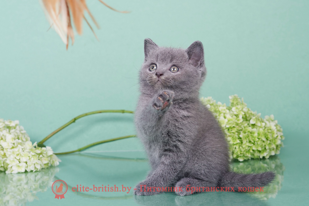 Британские котята голубого окраса, мальчик Elvis (Элвис), помет от 18.05.2024 британец голубой фото, голубые британцы фото, британский кошки голубой, британская голубая кошка, британская голубая кошка фото, британской голубой кошки фото, кот британский голубой, коты британские голубые, голубые британские котята фото, британский голубой котенок фото, британский голубой кот фото, фото британского голубого кота, окрас британских котят голубой фото, британские котята голубого окраса фото, британцы коты фото голубые