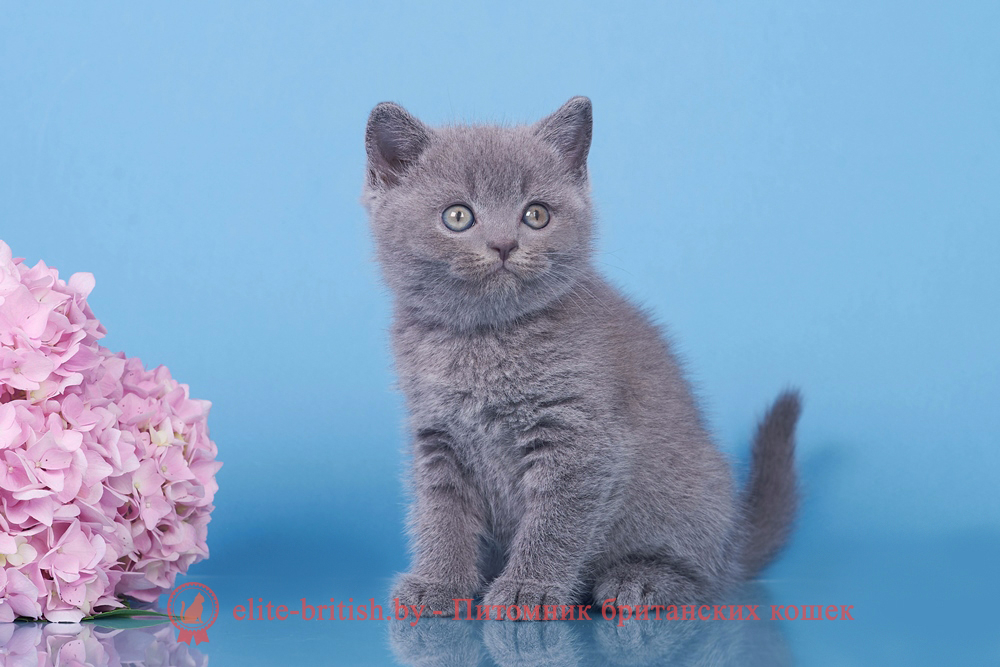 Британские котята голубого окраса, мальчик Elvis (Элвис), помет от 18.05.2024 британец голубой фото, голубые британцы фото, британский кошки голубой, британская голубая кошка, британская голубая кошка фото, британской голубой кошки фото, кот британский голубой, коты британские голубые, голубые британские котята фото, британский голубой котенок фото, британский голубой кот фото, фото британского голубого кота, окрас британских котят голубой фото, британские котята голубого окраса фото, британцы коты фото голубые