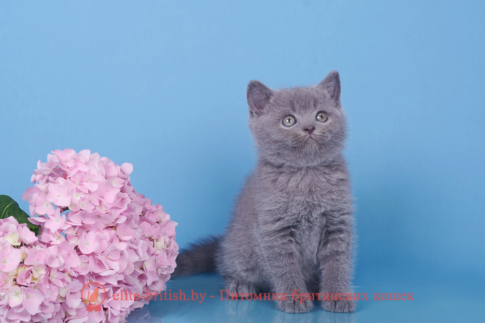 Британские котята голубого окраса, мальчик Elvis (Элвис), помет от 18.05.2024 британец голубой фото, голубые британцы фото, британский кошки голубой, британская голубая кошка, британская голубая кошка фото, британской голубой кошки фото, кот британский голубой, коты британские голубые, голубые британские котята фото, британский голубой котенок фото, британский голубой кот фото, фото британского голубого кота, окрас британских котят голубой фото, британские котята голубого окраса фото, британцы коты фото голубые