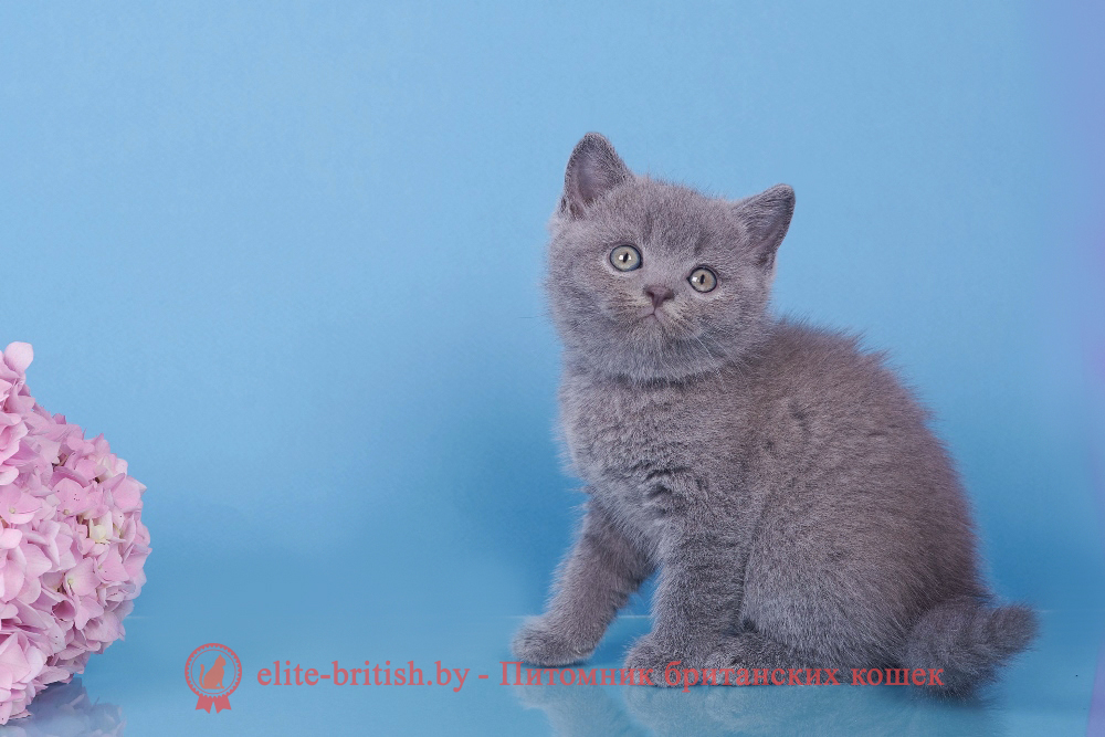 Британские котята голубого окраса, мальчик Elvis (Элвис), помет от 18.05.2024 британец голубой фото, голубые британцы фото, британский кошки голубой, британская голубая кошка, британская голубая кошка фото, британской голубой кошки фото, кот британский голубой, коты британские голубые, голубые британские котята фото, британский голубой котенок фото, британский голубой кот фото, фото британского голубого кота, окрас британских котят голубой фото, британские котята голубого окраса фото, британцы коты фото голубые