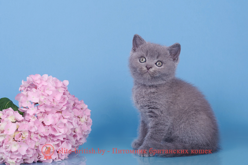 Британские котята голубого окраса, мальчик Elvis (Элвис), помет от 18.05.2024 британец голубой фото, голубые британцы фото, британский кошки голубой, британская голубая кошка, британская голубая кошка фото, британской голубой кошки фото, кот британский голубой, коты британские голубые, голубые британские котята фото, британский голубой котенок фото, британский голубой кот фото, фото британского голубого кота, окрас британских котят голубой фото, британские котята голубого окраса фото, британцы коты фото голубые