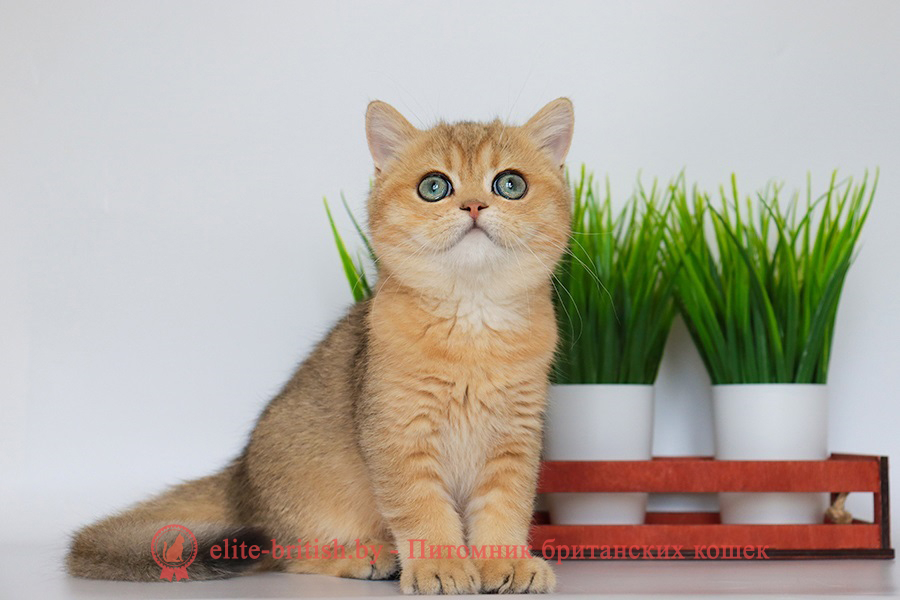 Британские котята золотая шиншилла окраса, мальчик Jigglypuff (Джиглипуф), помет от 26.03.2024 британская кошка золотая шиншилла, британский кот шиншилла золотая, золотой тикированный британец, британец золотая шиншилла, британец золотистый, котята британские окрас золотая шиншилла, британская кошка золотая шиншилла фото, британец окрас золотая шиншилла фото, британский золотой котенок, британская золотая кошка, британские котята золотая шиншилла, британский золотистый кот, кот золотой британец, британцы окрас золотой, британцы окрас золотая шиншилла, котята британцы золотая шиншилла, золотистые британские котята, британские котята золотого окраса, британцы золотая шиншилла фото, золотой окрас британских кошек, британцы золотого окраса, британские котята золотого окраса, британец окрас золотая шиншилла, британские котята окраса золотая шиншилла, питомник британских кошек золотых окрасов, британец окрас золотая шиншилла фото, затушеванный британец, серебристый затушеванный британец, кошки британские серебристые, британская короткошерстная окраса золото