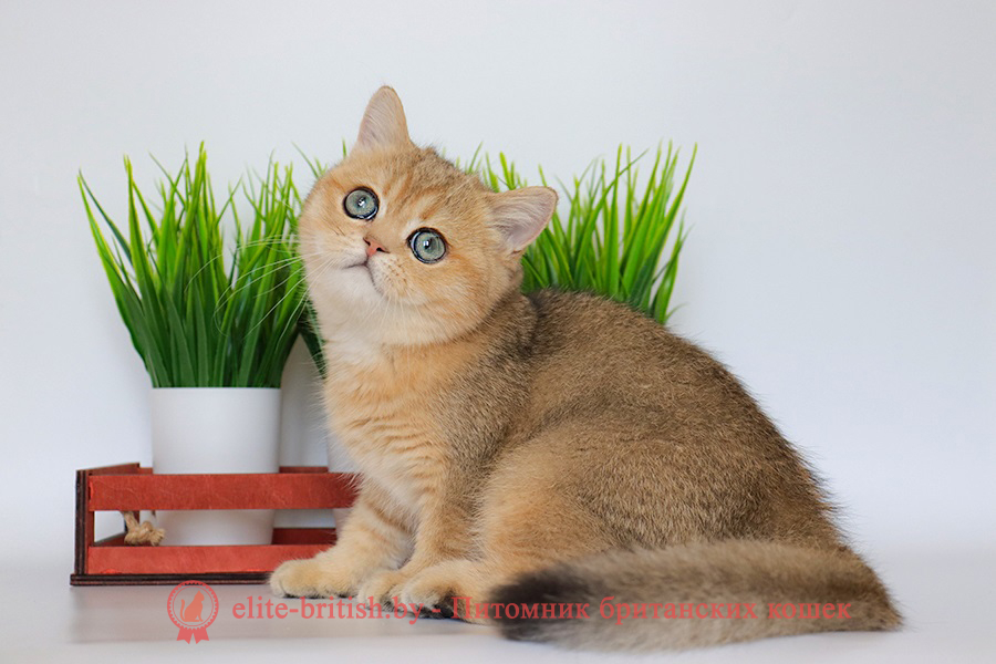 Британские котята золотая шиншилла окраса, мальчик Jigglypuff (Джиглипуф), помет от 26.03.2024 британская кошка золотая шиншилла, британский кот шиншилла золотая, золотой тикированный британец, британец золотая шиншилла, британец золотистый, котята британские окрас золотая шиншилла, британская кошка золотая шиншилла фото, британец окрас золотая шиншилла фото, британский золотой котенок, британская золотая кошка, британские котята золотая шиншилла, британский золотистый кот, кот золотой британец, британцы окрас золотой, британцы окрас золотая шиншилла, котята британцы золотая шиншилла, золотистые британские котята, британские котята золотого окраса, британцы золотая шиншилла фото, золотой окрас британских кошек, британцы золотого окраса, британские котята золотого окраса, британец окрас золотая шиншилла, британские котята окраса золотая шиншилла, питомник британских кошек золотых окрасов, британец окрас золотая шиншилла фото, затушеванный британец, серебристый затушеванный британец, кошки британские серебристые, британская короткошерстная окраса золото