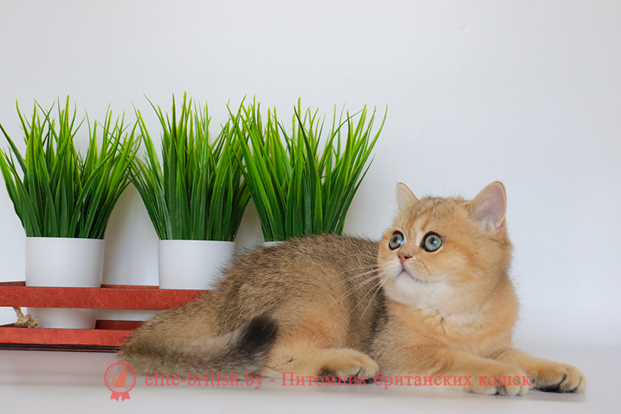 Британские котята золотая шиншилла окраса, мальчик Jigglypuff (Джиглипуф), помет от 26.03.2024 британская кошка золотая шиншилла, британский кот шиншилла золотая, золотой тикированный британец, британец золотая шиншилла, британец золотистый, котята британские окрас золотая шиншилла, британская кошка золотая шиншилла фото, британец окрас золотая шиншилла фото, британский золотой котенок, британская золотая кошка, британские котята золотая шиншилла, британский золотистый кот, кот золотой британец, британцы окрас золотой, британцы окрас золотая шиншилла, котята британцы золотая шиншилла, золотистые британские котята, британские котята золотого окраса, британцы золотая шиншилла фото, золотой окрас британских кошек, британцы золотого окраса, британские котята золотого окраса, британец окрас золотая шиншилла, британские котята окраса золотая шиншилла, питомник британских кошек золотых окрасов, британец окрас золотая шиншилла фото, затушеванный британец, серебристый затушеванный британец, кошки британские серебристые, британская короткошерстная окраса золото