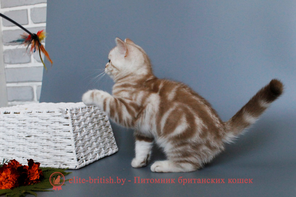 Шотландские котята циннамон мраморного окраса, мальчик Maestro (Маэстро), помет от 10.04.2024 вислоухий циннамон серебристый кот мраморный, мраморный циннамон серебристый вислоухий шотландский, мраморный окрас шотландских котят циннамон серебристый , вислоухий шотландский кот циннамон серебристый мраморного окраса, мраморный окрас шотландской кошки, вислоухий циннамон серебристый шотландский мраморного окраса, котята шотландцы мраморный окрас, мраморный окрас скоттиш фолд котят, вислоухий серебристый мраморный фолд