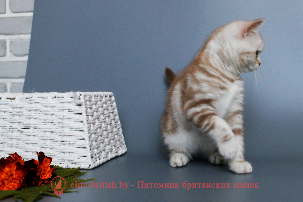 Шотландские котята циннамон мраморного окраса, мальчик Maestro (Маэстро), помет от 10.04.2024 вислоухий циннамон серебристый кот мраморный, мраморный циннамон серебристый вислоухий шотландский, мраморный окрас шотландских котят циннамон серебристый , вислоухий шотландский кот циннамон серебристый мраморного окраса, мраморный окрас шотландской кошки, вислоухий циннамон серебристый шотландский мраморного окраса, котята шотландцы мраморный окрас, мраморный окрас скоттиш фолд котят, вислоухий серебристый мраморный фолд