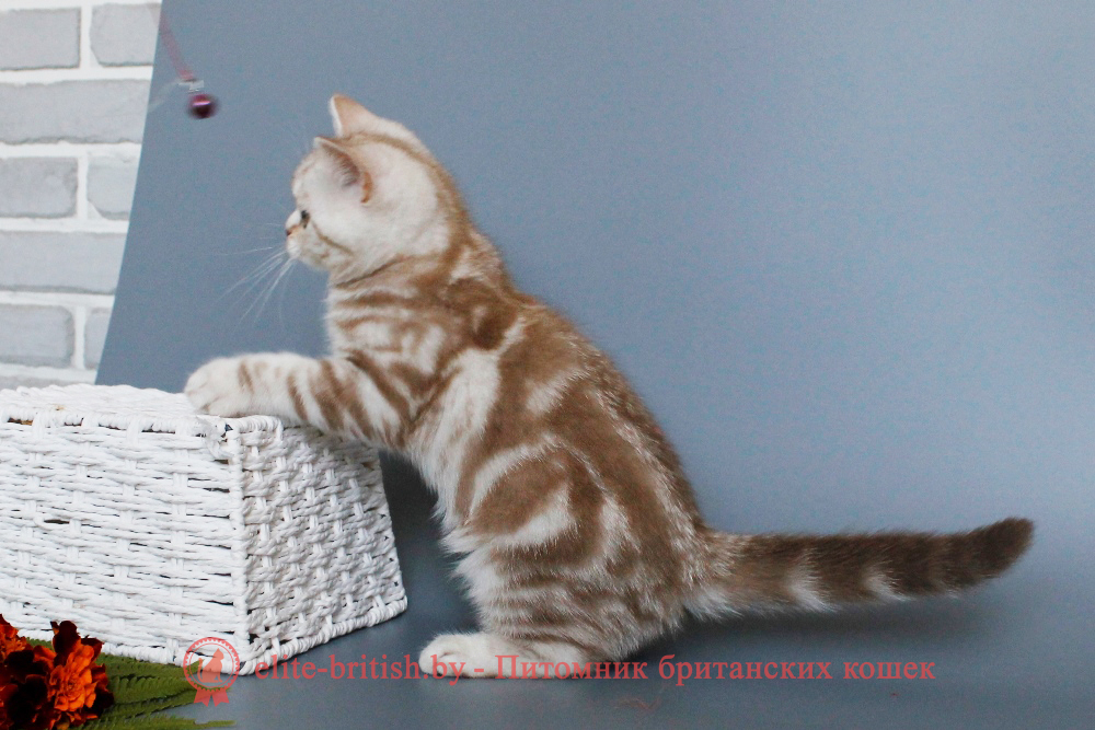 Шотландские котята циннамон мраморного окраса, мальчик Maestro (Маэстро), помет от 10.04.2024 вислоухий циннамон серебристый кот мраморный, мраморный циннамон серебристый вислоухий шотландский, мраморный окрас шотландских котят циннамон серебристый , вислоухий шотландский кот циннамон серебристый мраморного окраса, мраморный окрас шотландской кошки, вислоухий циннамон серебристый шотландский мраморного окраса, котята шотландцы мраморный окрас, мраморный окрас скоттиш фолд котят, вислоухий серебристый мраморный фолд
