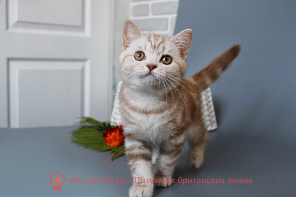 Шотландские котята циннамон мраморного окраса, мальчик Maestro (Маэстро), помет от 10.04.2024 вислоухий циннамон серебристый кот мраморный, мраморный циннамон серебристый вислоухий шотландский, мраморный окрас шотландских котят циннамон серебристый , вислоухий шотландский кот циннамон серебристый мраморного окраса, мраморный окрас шотландской кошки, вислоухий циннамон серебристый шотландский мраморного окраса, котята шотландцы мраморный окрас, мраморный окрас скоттиш фолд котят, вислоухий серебристый мраморный фолд